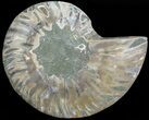 Agatized Ammonite Fossil (Half) #68820-1